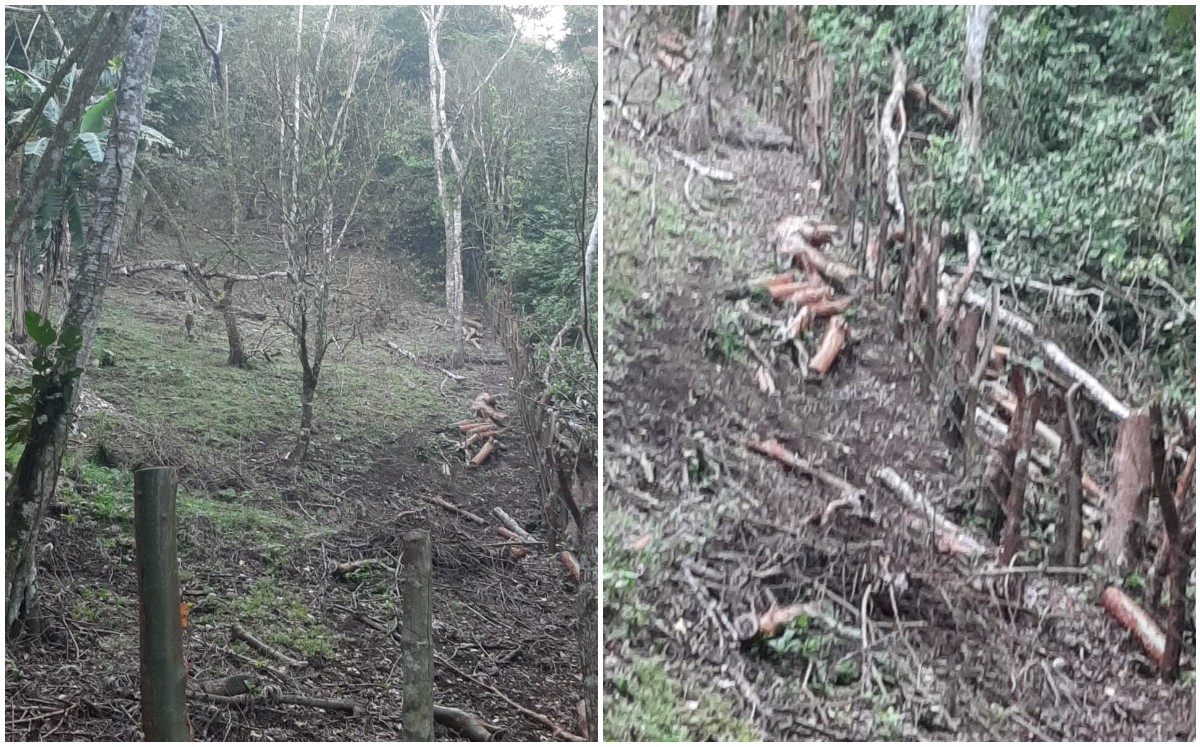 El área afectada se localiza dentro de la zona de amortiguamiento de la reserva, en Catemaco. | Fanny Miranda