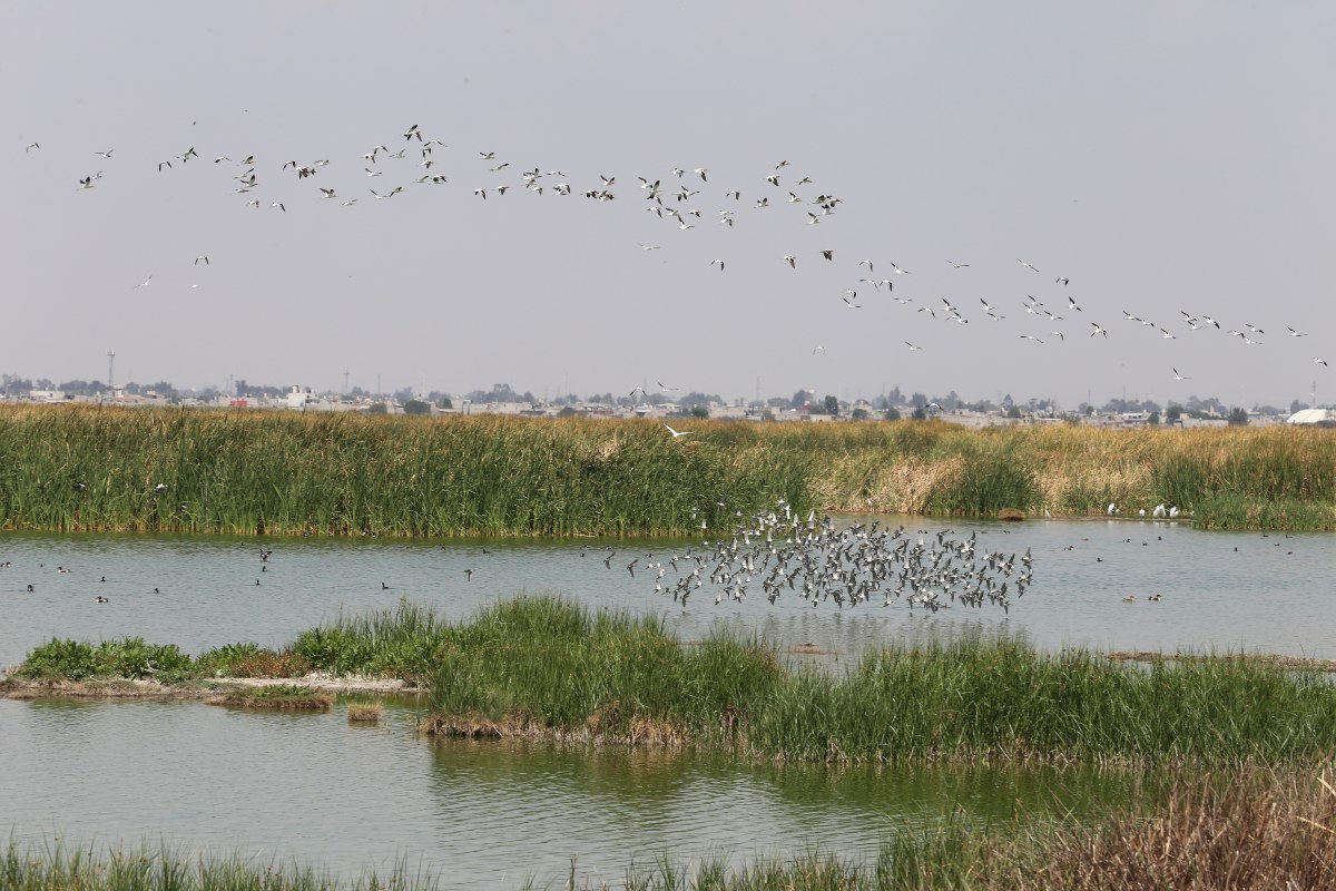 Aves en el Lago de Texcoco. (Javier Ríos)