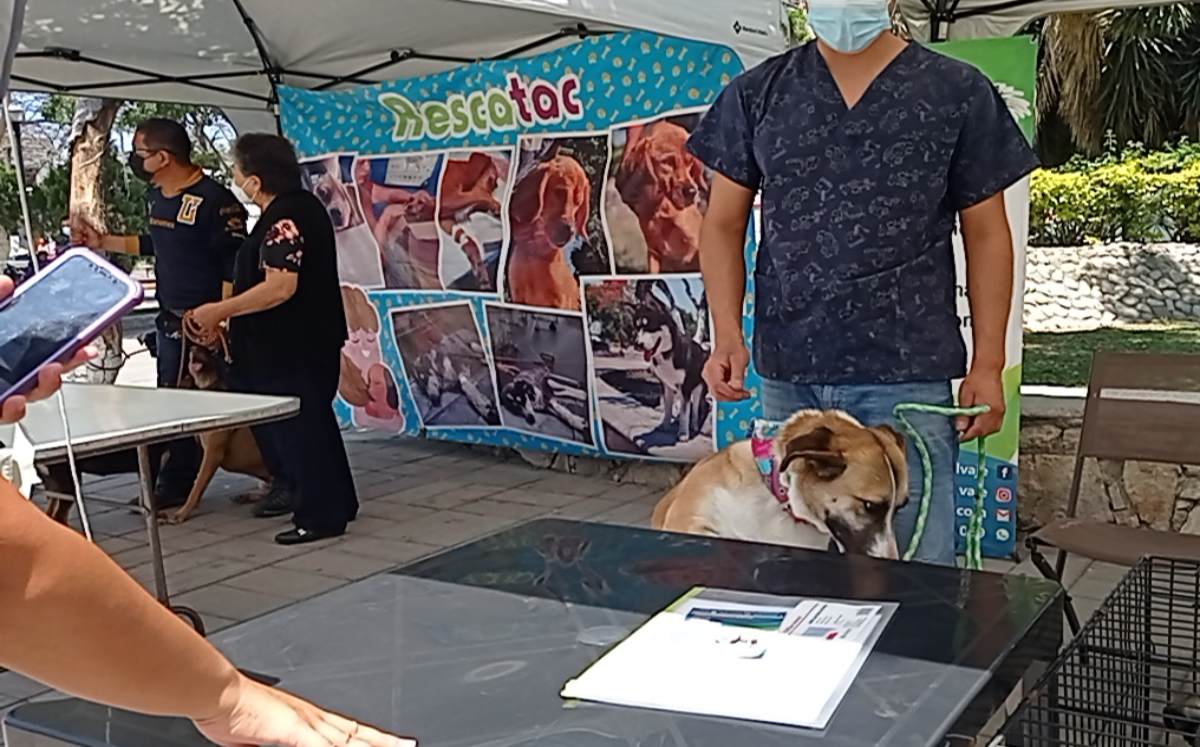Inició en Tehuacán el registro en el  padrón de perros y gatos | Apolonia Amayo