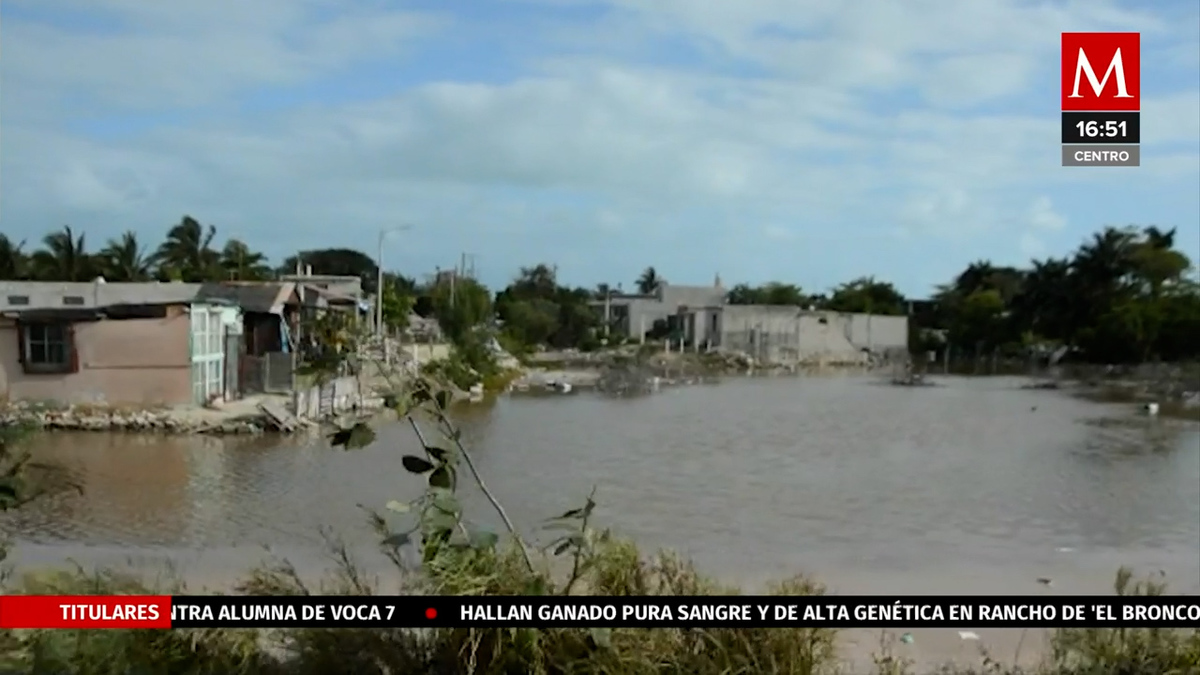 Manglares en Yucatán están siendo afectados por la contaminación
