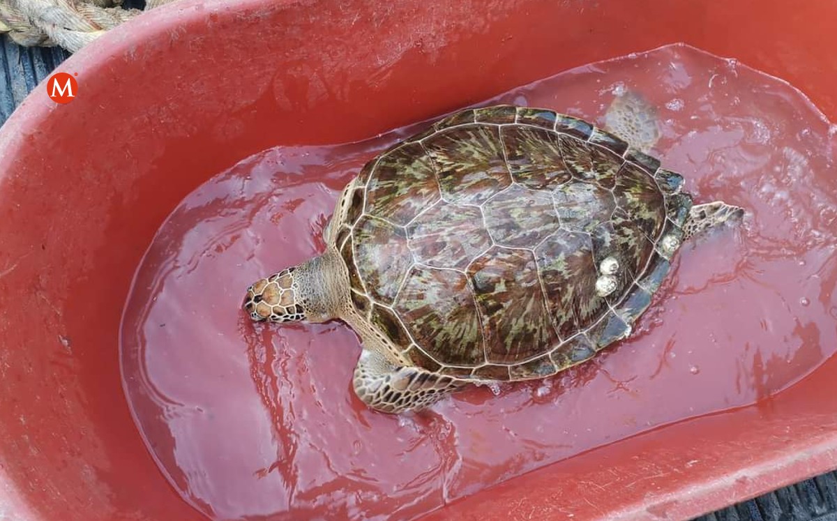 Pescador rescata a tortuga lora varada en laguna del norte de Veracruz. (Antonio Campos)