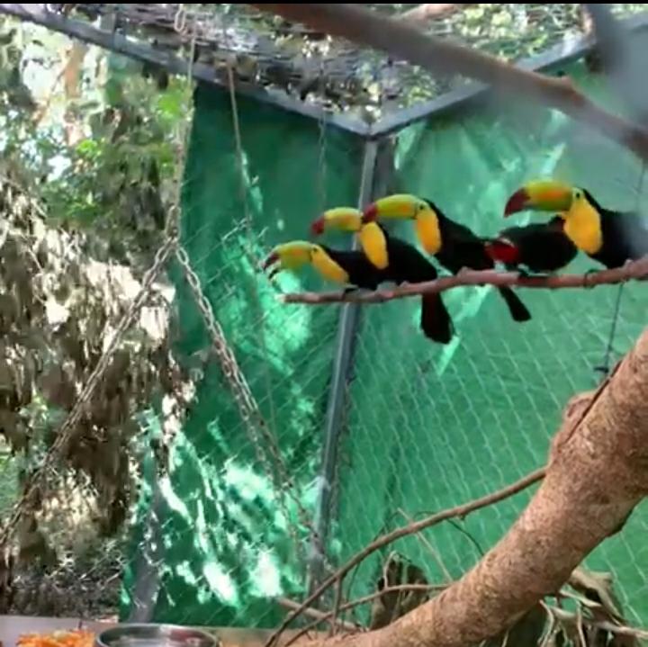 Solo sobrevivieron seis de 20 tucanes rescatados.