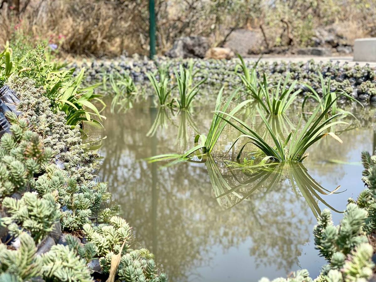 Primer Foro Eco-Cultural en el Parque Ecológico de la Ciudad de México (Especial)