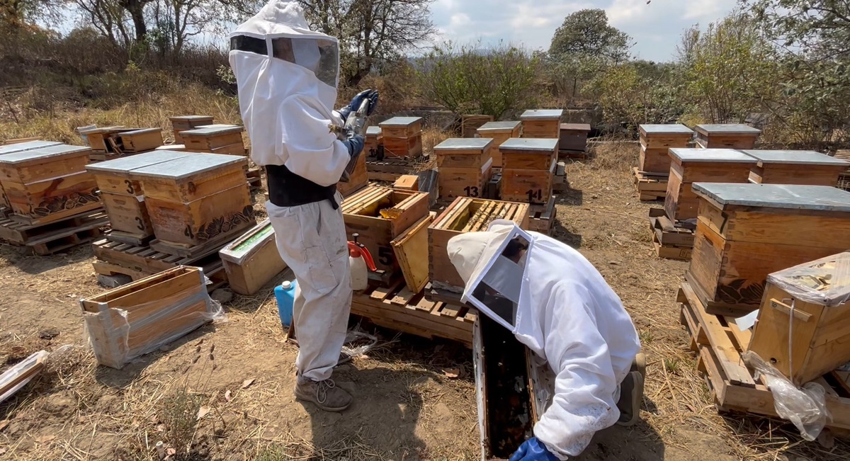 Durante 2018 fue que Abeja Negra SOS surgió como una iniciativa sin fines de lucro. (Especial)