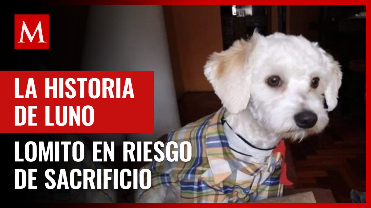 La historia de Luno, perro retenido en aeropuerto de Madrid