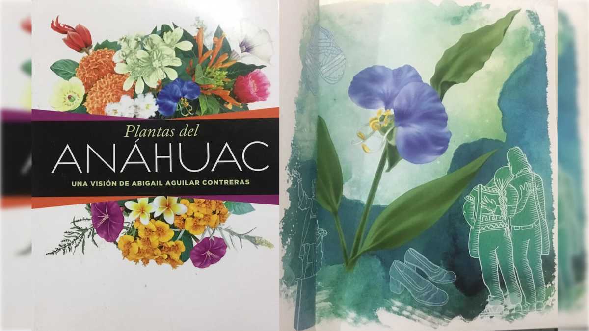 Con el matlalxochitl nació el interés de Abigail Aguilar por las plantas medicinales. A la der. la ilustración de esta planta.