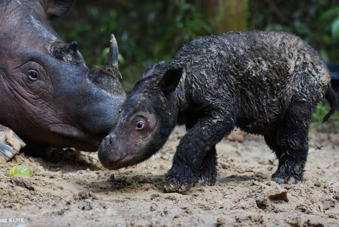 Los cuernos de rinoceronte son muy cotizados en el mercado negro (AFP)