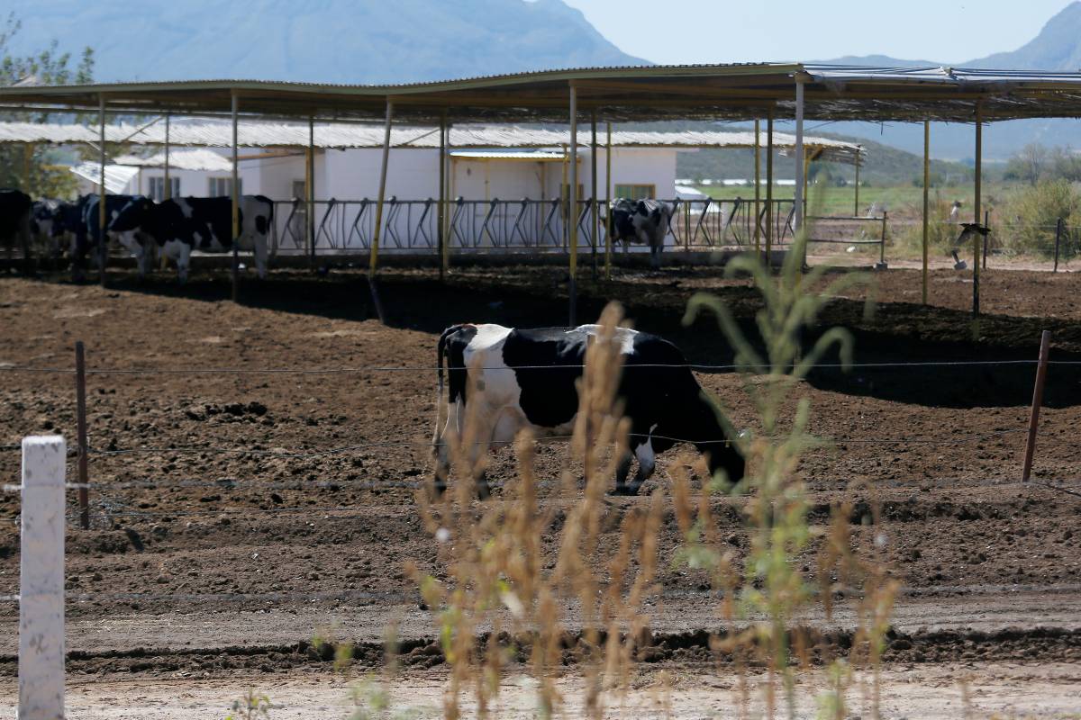 En lo que va del 2022, se han interpuesto ocho denuncias: 7 en La Laguna y uno en Nazas, Durango | Archivo