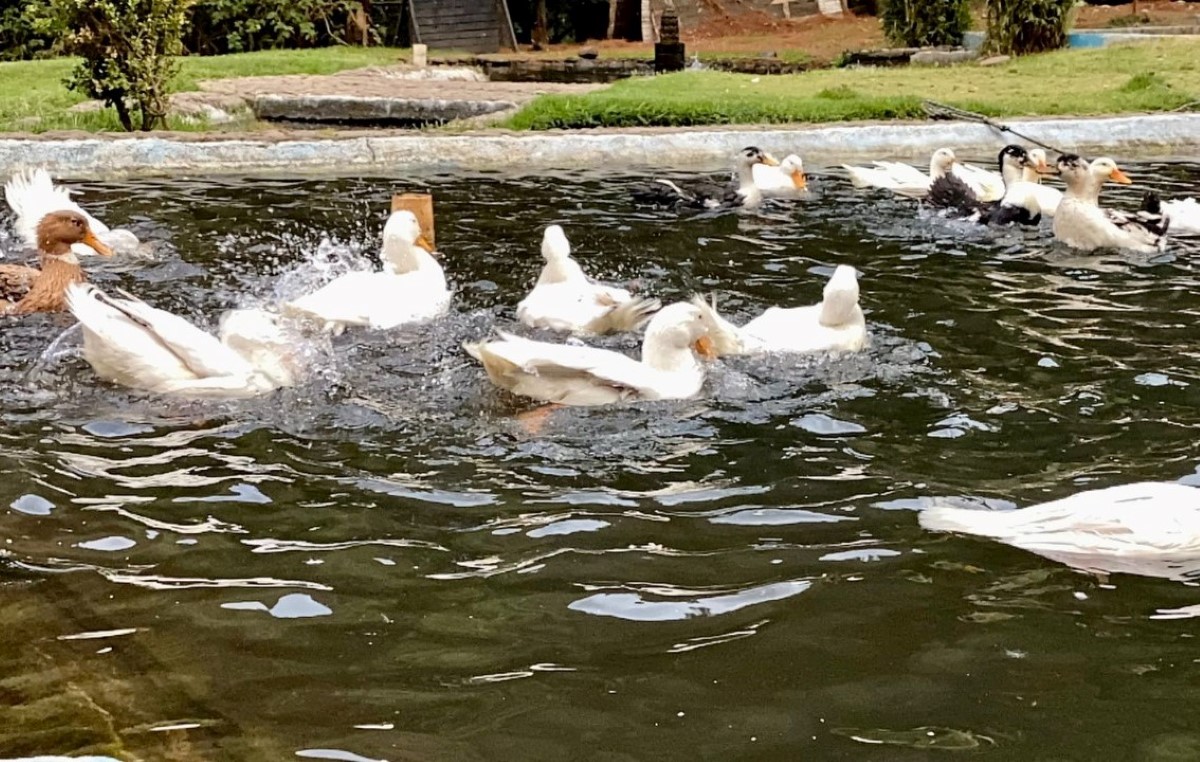 Los 17 patos fueron trasladados al parque ecoturístico Papanuhaya. | Sedema