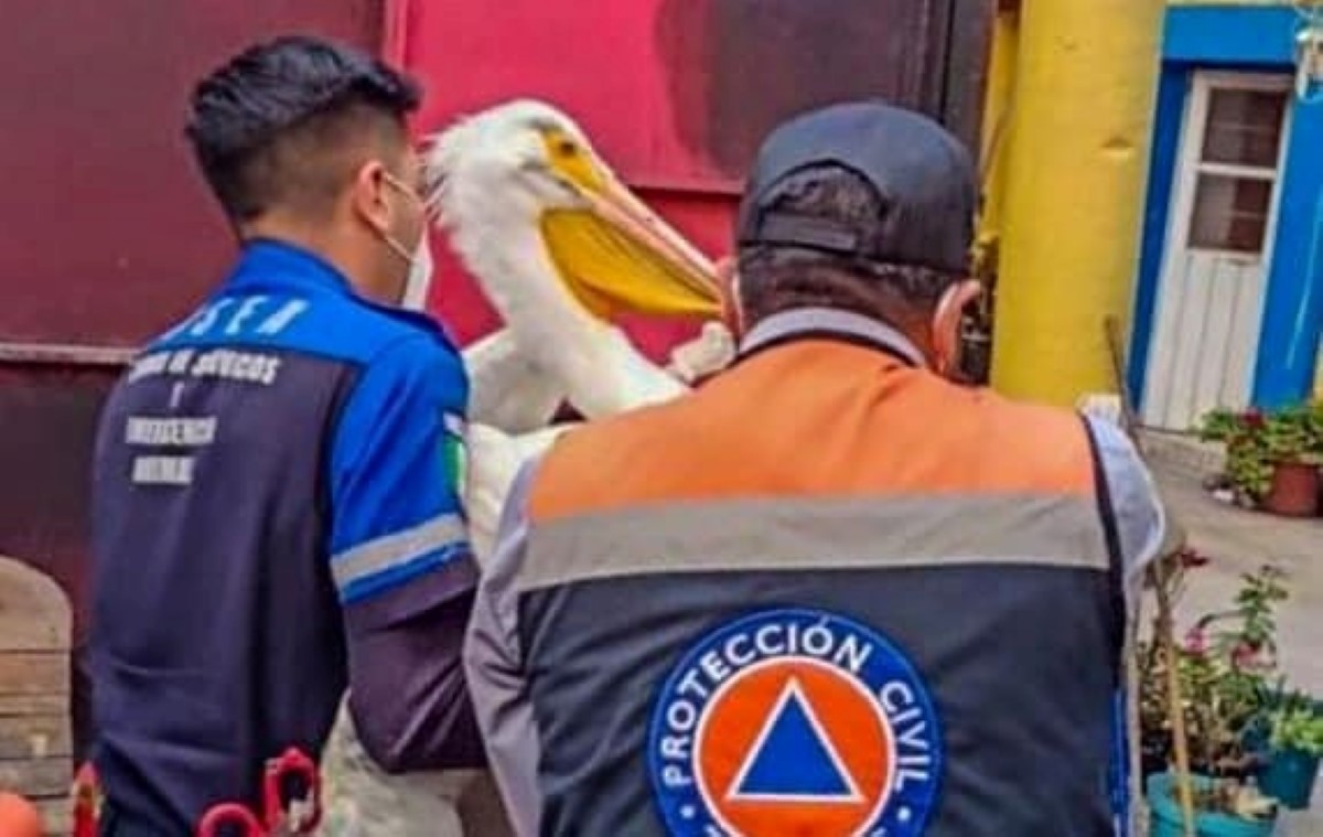 El pelícano fue hallado en la zona centro de la alcaldía Tláhuac. | Twitter alcaldía Tláhuac
