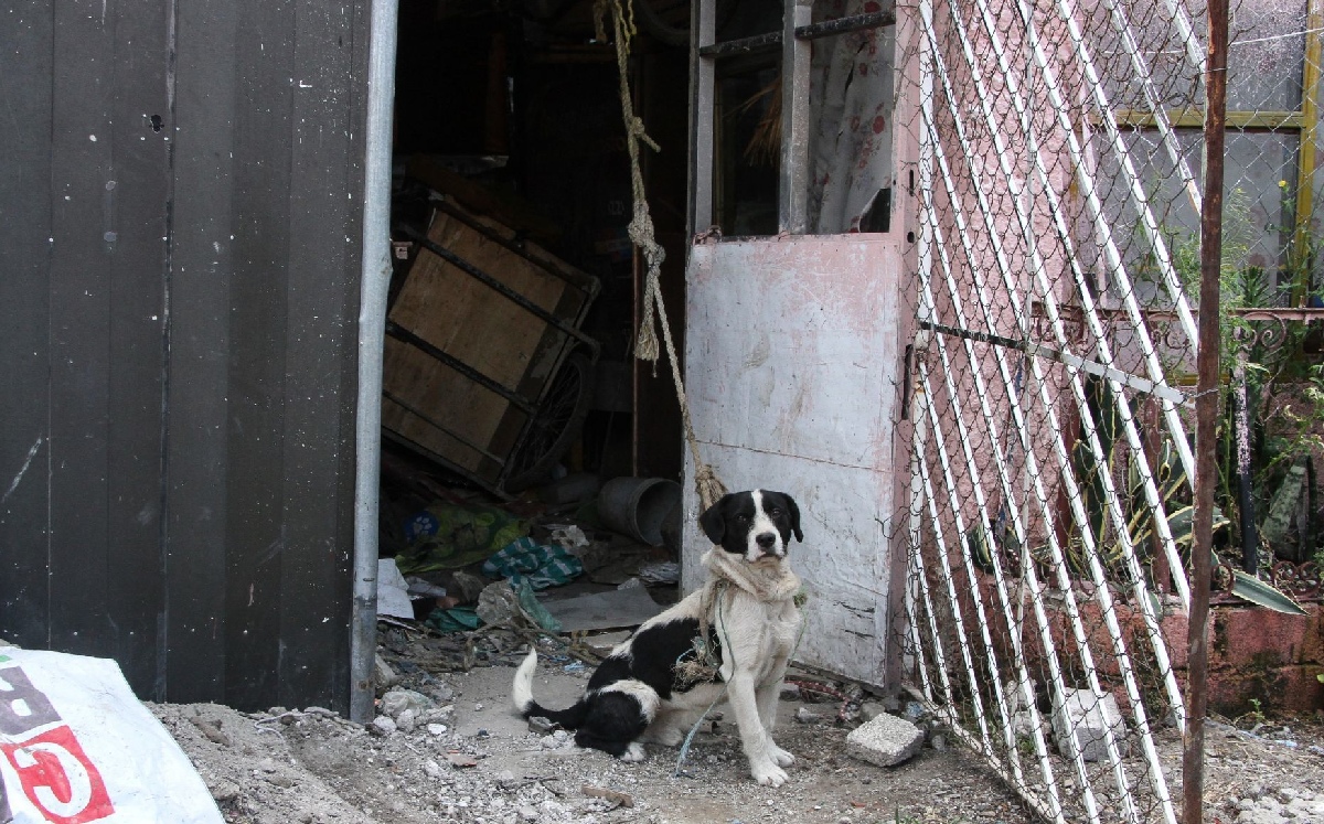 La senadora llamó a sus compañeros a seguir legislando a favor de los derechos de los animales. | Cuartoscuro