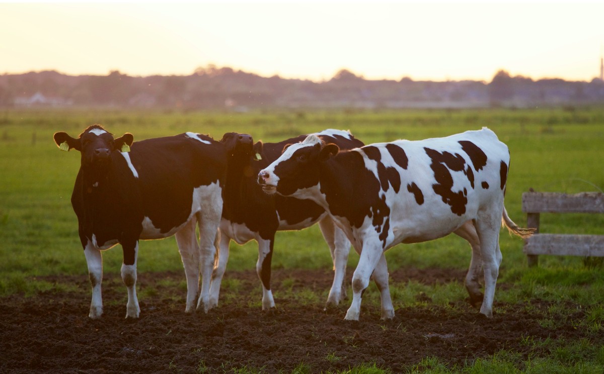 Vacas, campo, ganado |  “El tema ya se llevó a la mesa para buscar algún apoyo o subsidio", refirió el CCEM.