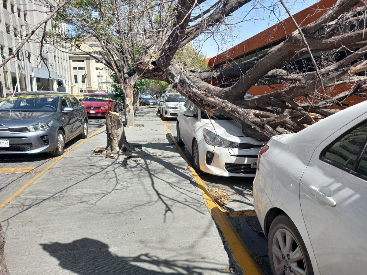 Un árbol cayó sobre vehículos en el centro de Monterrey. Foto: Especial