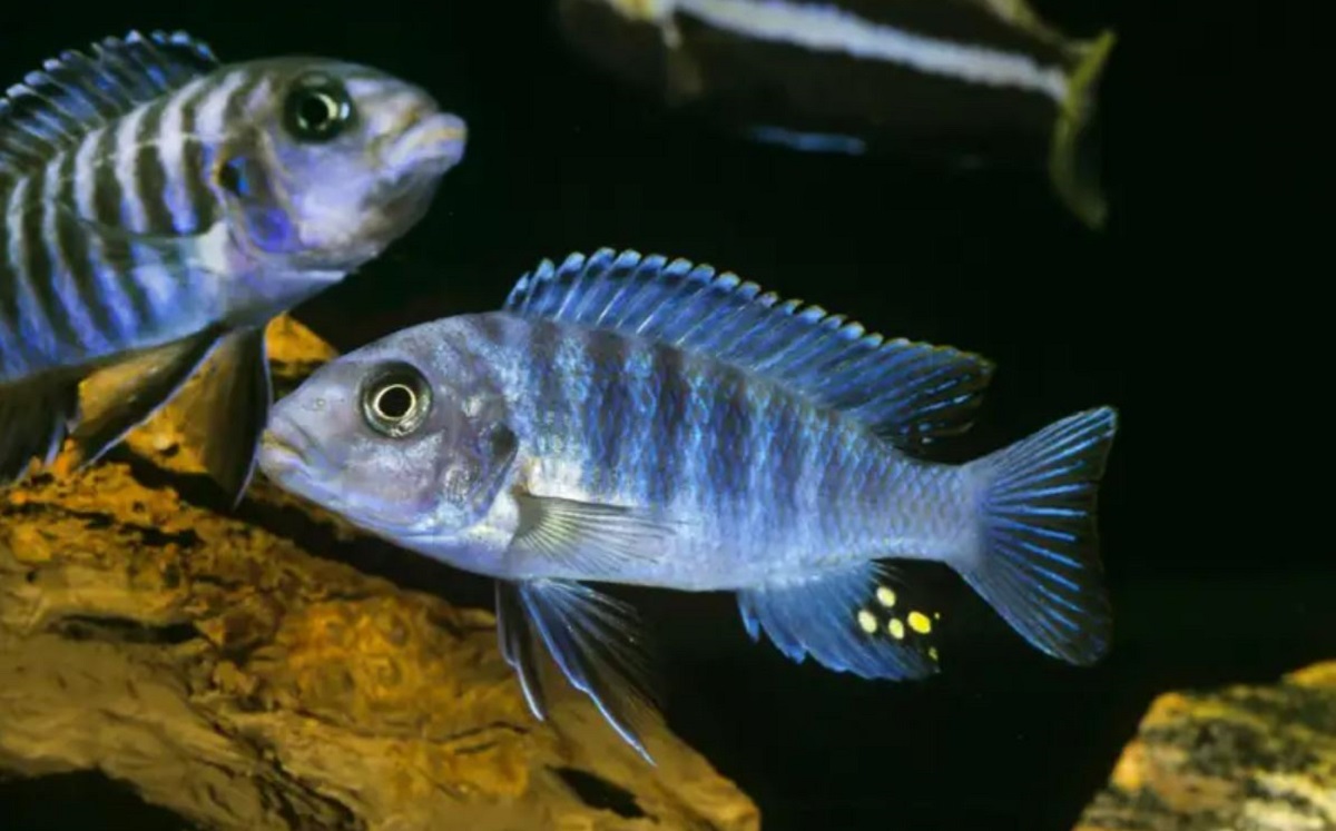 Descubren que algunos peces y las rayas son capaces de sumar y restar del uno al cinco