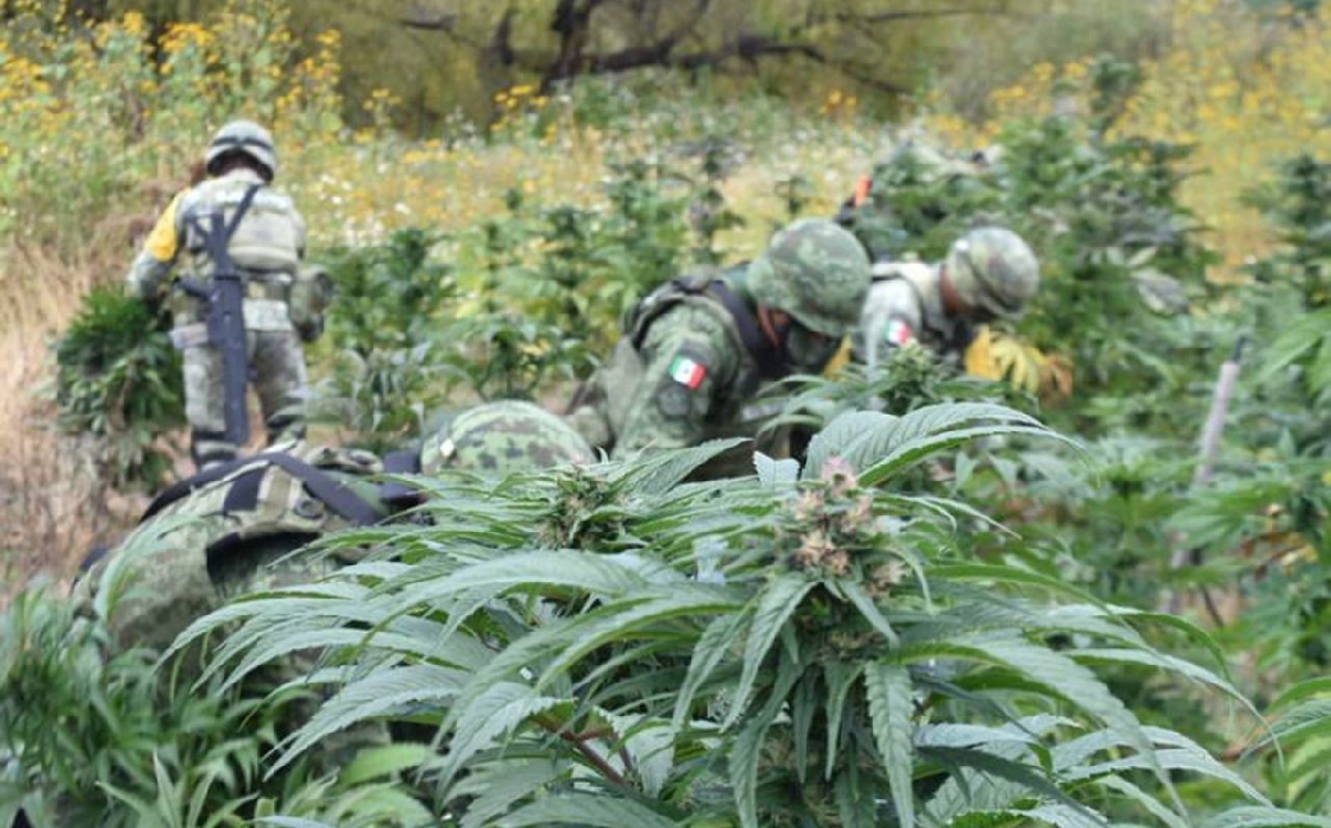 El Ejército ha contribuido en labores de de destrucción de plantíos de mariguana y amapola. | Cuartoscuro