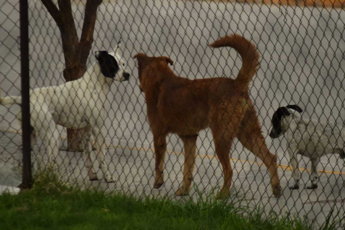 Sobrepoblación canina en situación de calle. (Francisco Villeda)