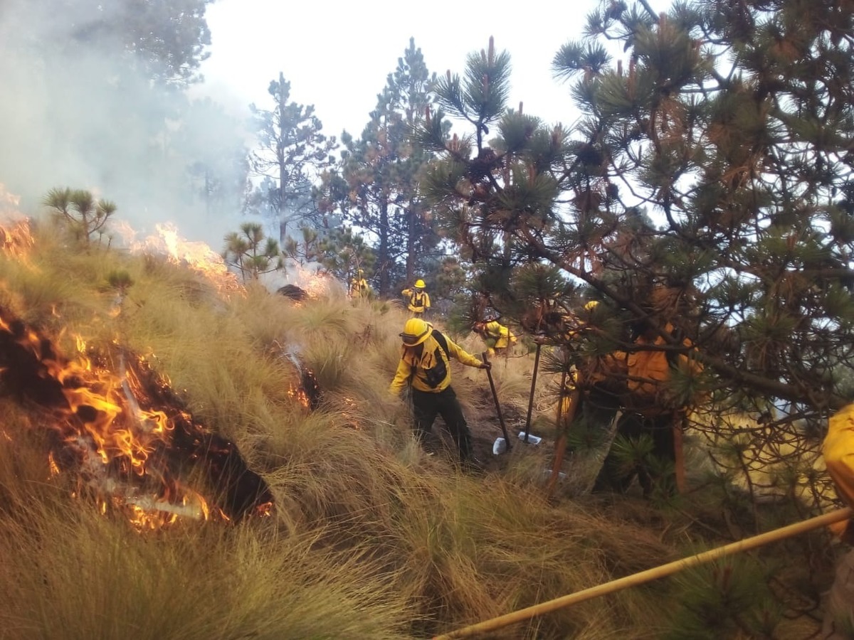 Se estima que 65 hectáreas de arbusto, herbáceas y árboles fueron afectadas. | Especial