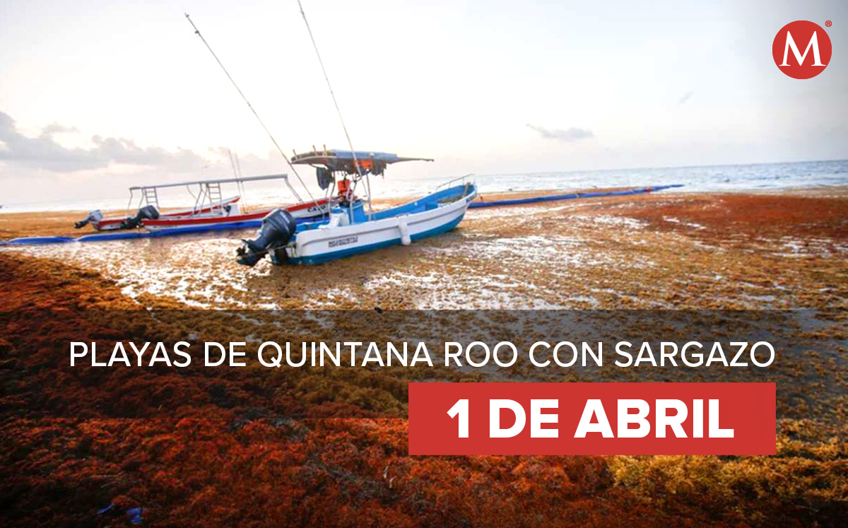 Playas de Quintana Roo con sargazo. | Notivox Diseño