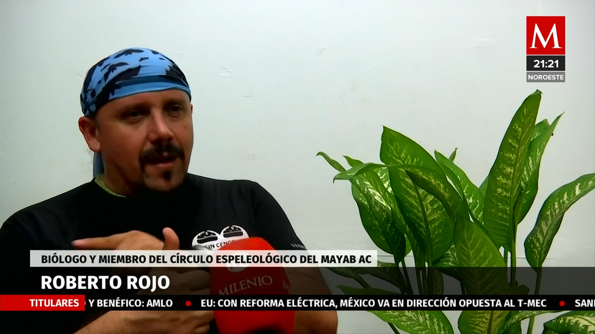 Tramo cinco del tren maya dañará ecosistemas: ambientalistas