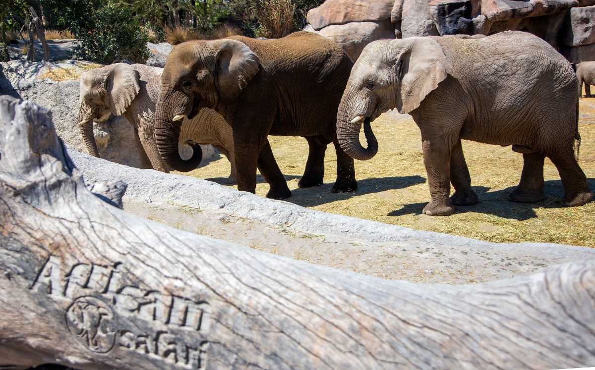 Aspectos del zoológico Africam Safari | Andrés Lobato