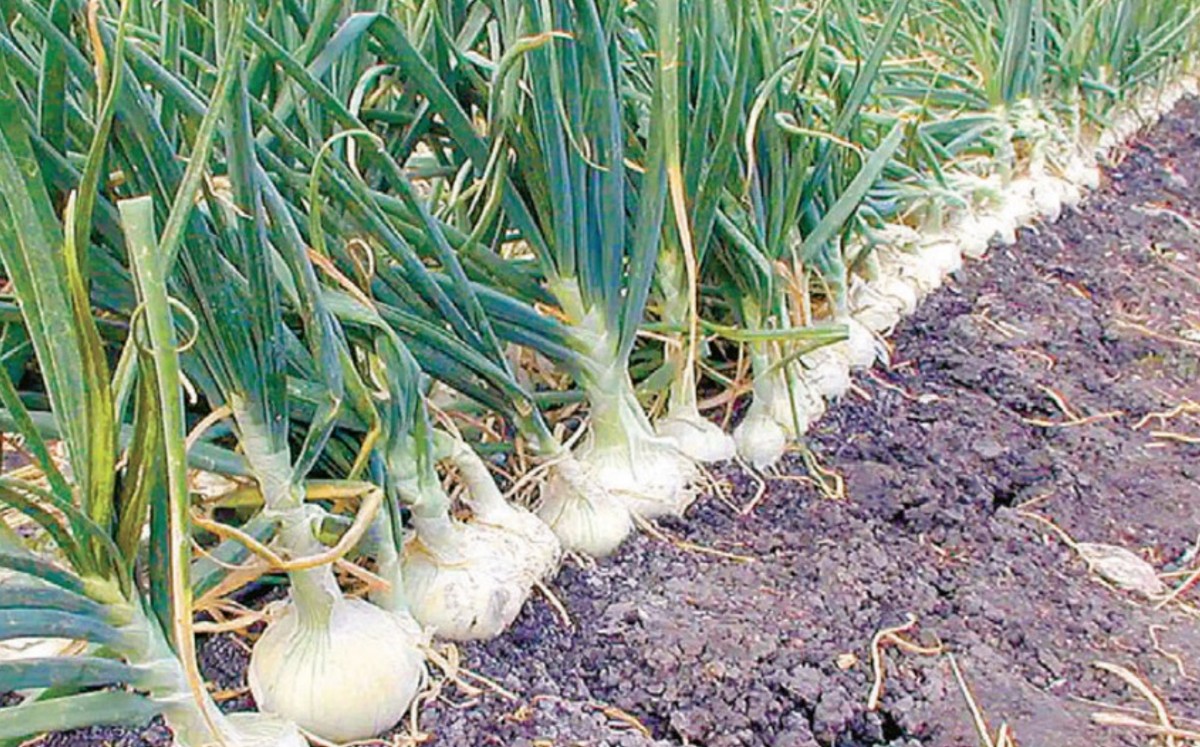 Cultivo de cebolla en Altamira destaca a nivel nacional