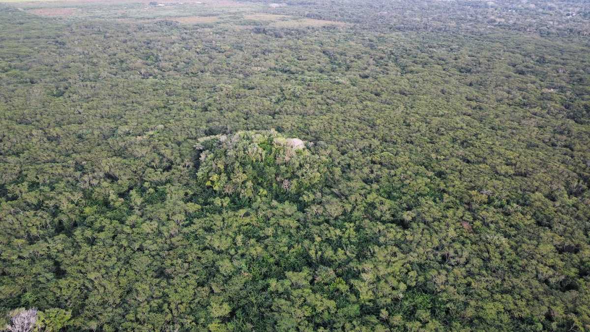 Para llegar a sus primeros hallazgos, los hombres utilizaron machetes para abrirse paso entre fauna y jaguares. (Especial)