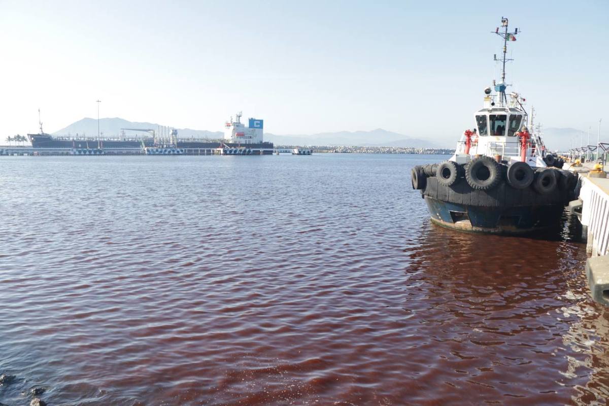 A partir de los muestreo de la Coespris se detecto presencia moderada de especies productoras de toxina paralizante. | Arnoldo Delgadillo