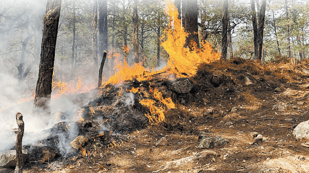 NL es el tercer estado con mayor promedio de horas de incendio, con 116.55. Víctor González