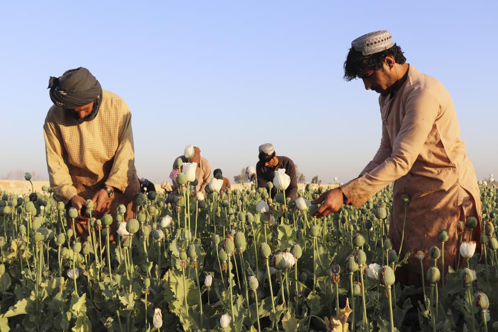 Agricultores afganos en un campo de amapola en la provincia de Helmand, Afganistán | AP