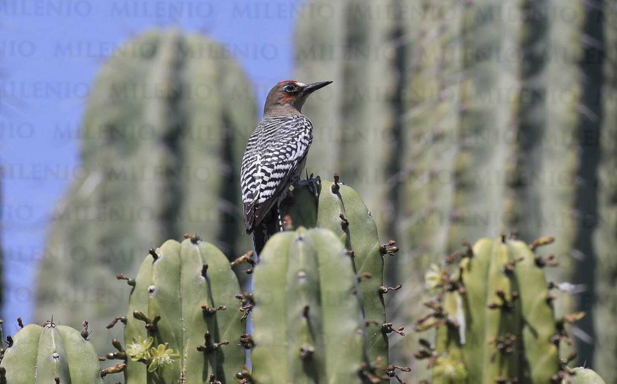 Un pájaro carpintero del Papaloapan se percha sobre unos cactus en esta región de la mixteca, donde sobrevive a pesar de las altas temperaturas. | And