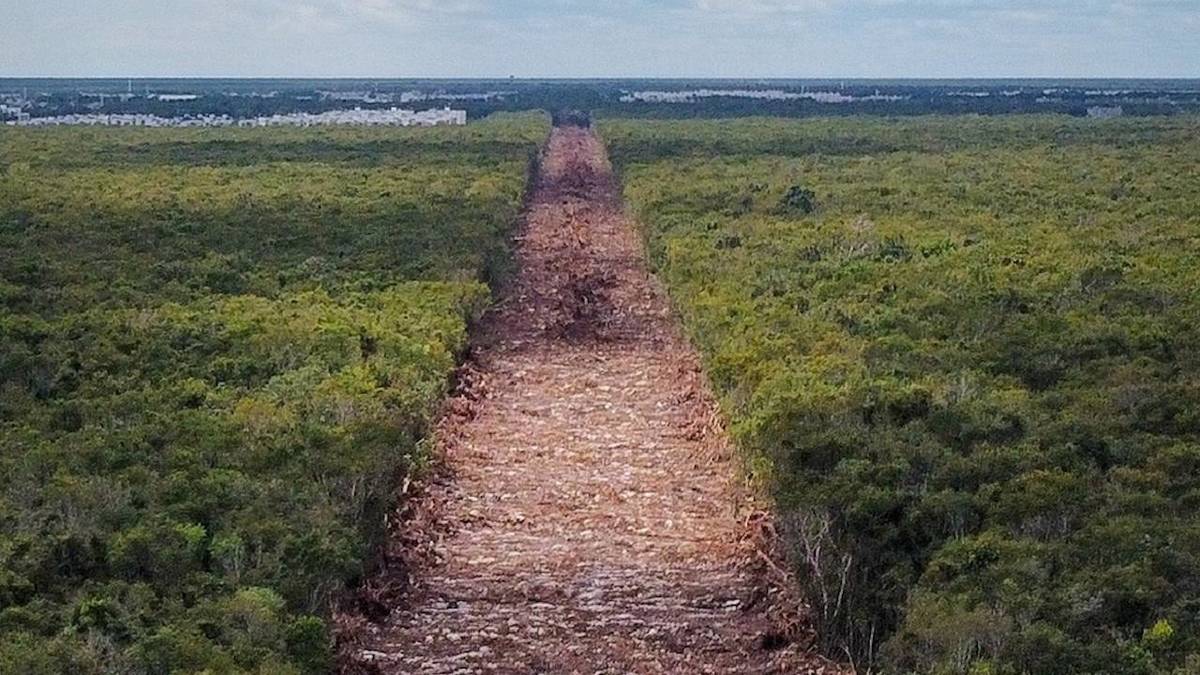 Proyecto de Tren Maya no tiene estudio de impacto ambienal
