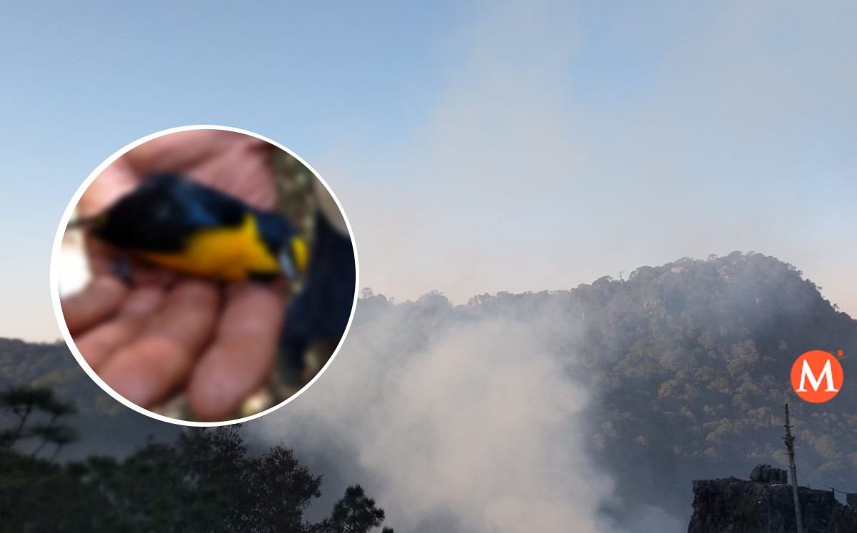 voluntarios exponen situación de fauna tras incendio en 'El Cielo'