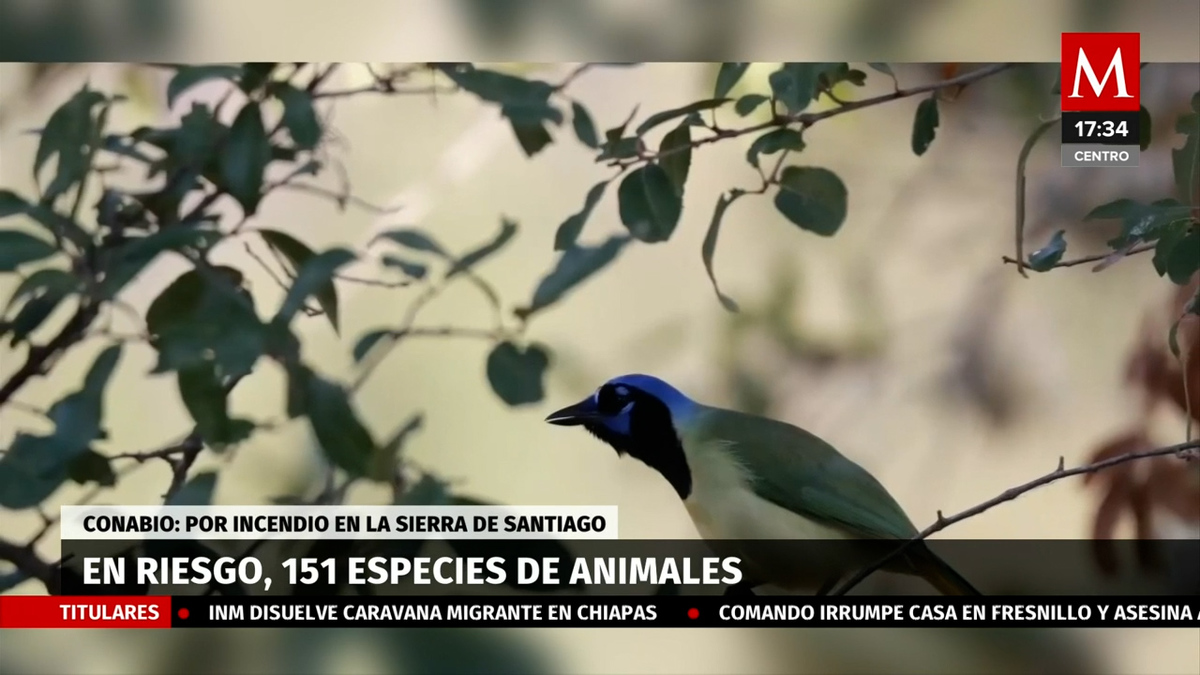 En riesgo, 151 especies tras incendio en Sierra de Santiago: Conabio