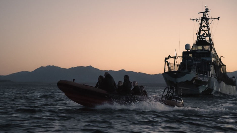 Científicos detectan 8 vaquitas marinas con dos crías