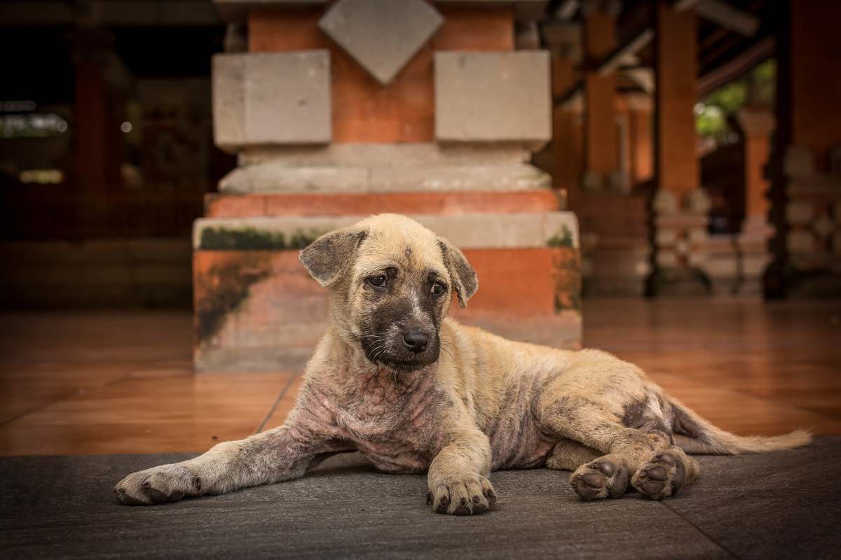 Las organizaciones piden que se ayuden a los animales en Ucrania. | Foto publicada en Facebook de UAnimals
