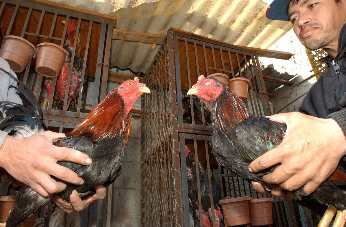 Peleas de gallos. Foto: Roberto Alanís.