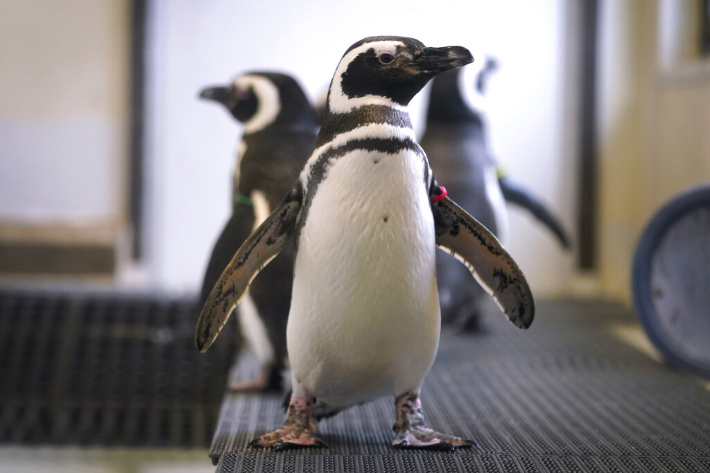 Los zoológicos de EU no han resguardado por completo a los pingüinos porque están bajo vitrina. (AP)