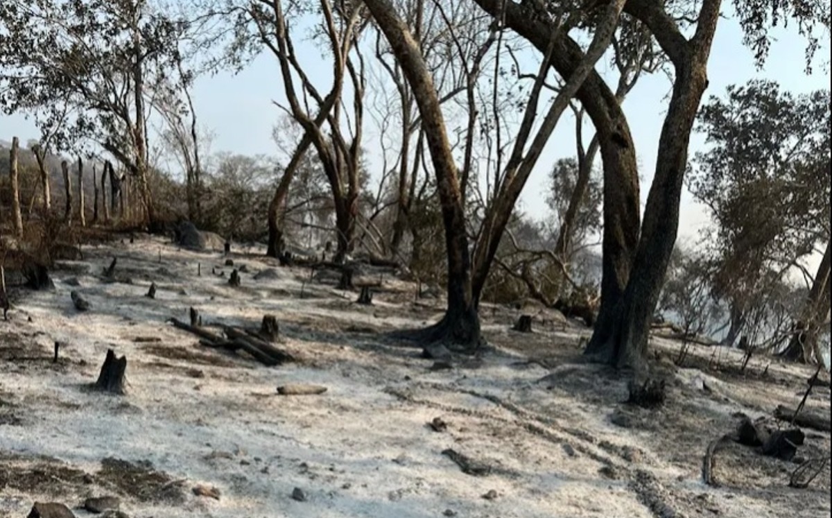 Incendio en  Biosfera 'Sierra' Tamaulipas consume 380 hectáreas