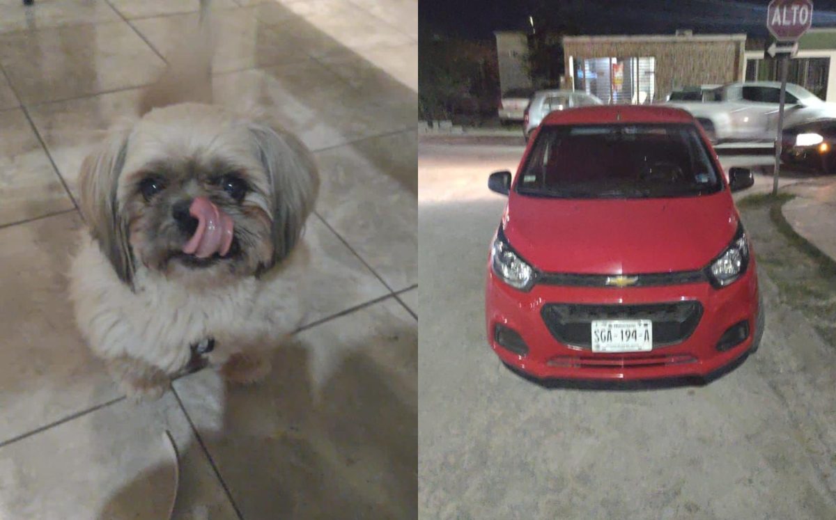 Localizan en cateo a un perrito raza Shih Tzu que fue robado. Foto: Especial.
