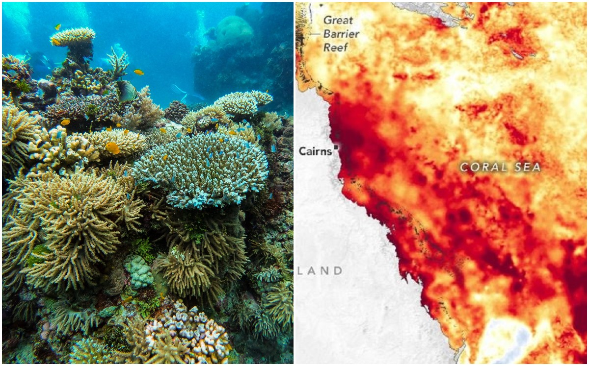 La Gran Barrera de Coral sufre blanqueamiento por océano recalentado