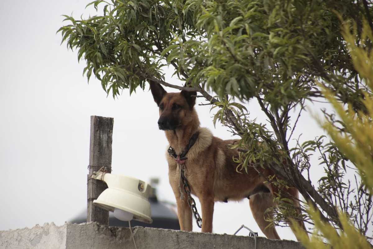 Piden rescate de siete 'lomitos' en Puebla | Andrés Lobato