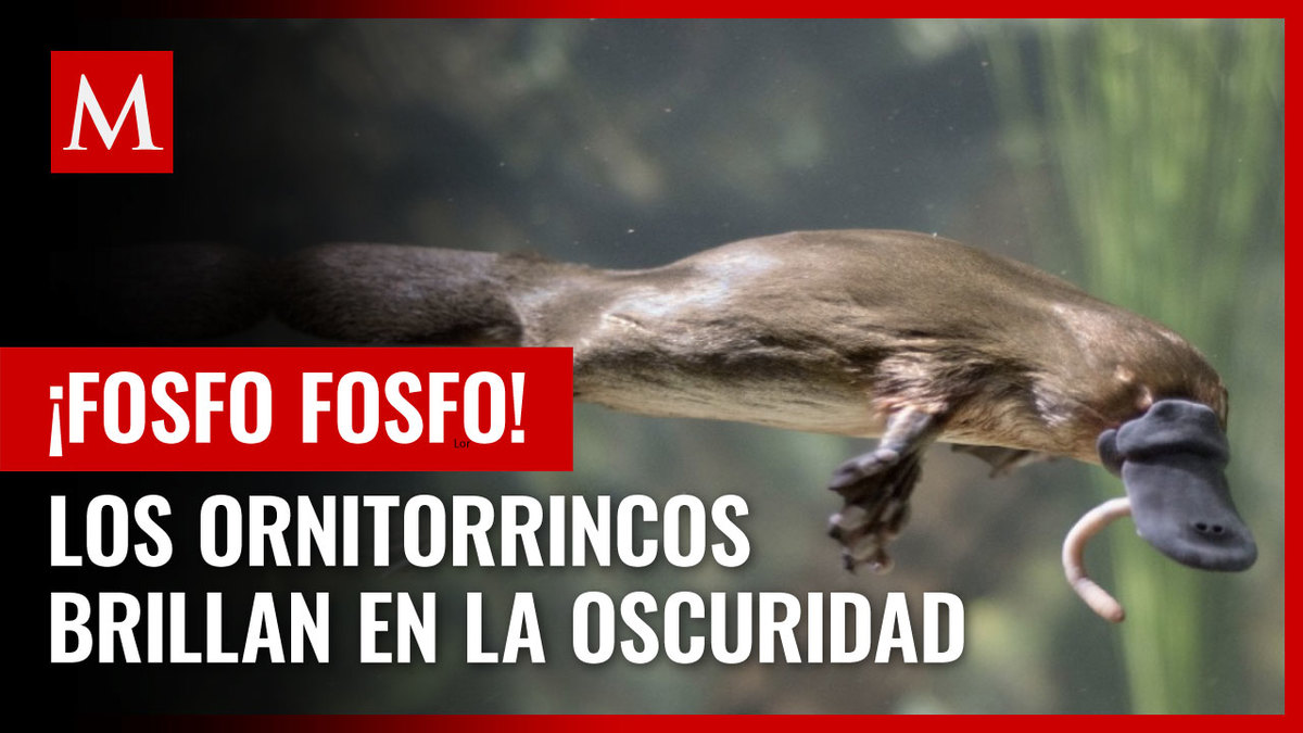 Científicos descubren que ornitorrincos brillan en la oscuridad