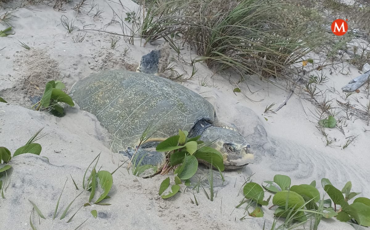 Llegan primeras tortugas lora a desovar en Tamaulipas en temporada 2022. (Especial)