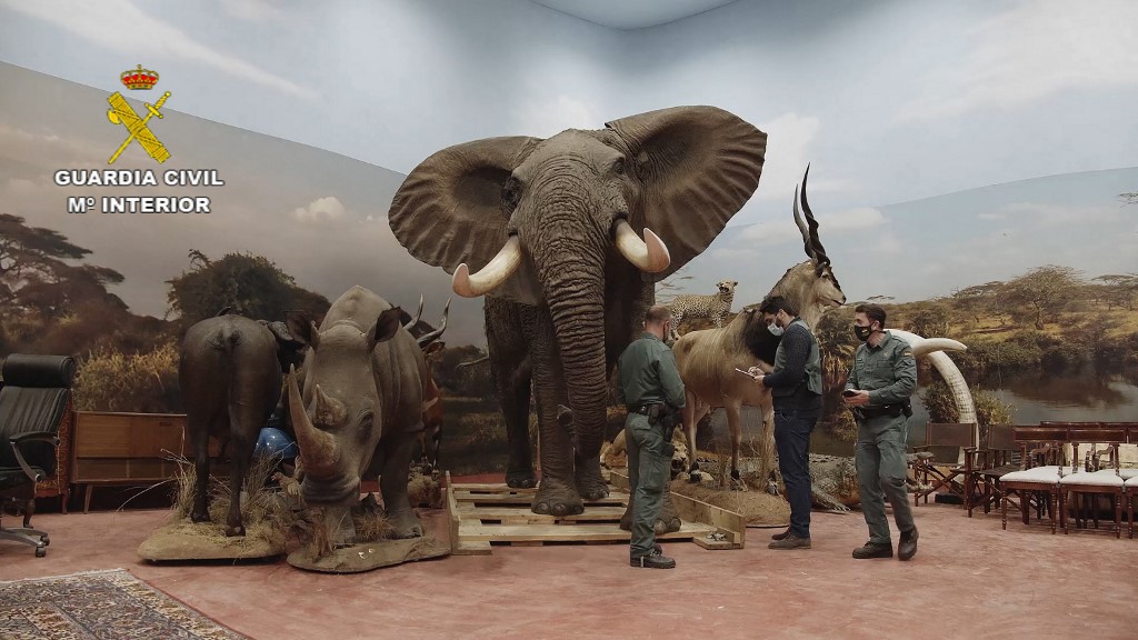 Los animales se tratan de especies protegidas. (AFP)