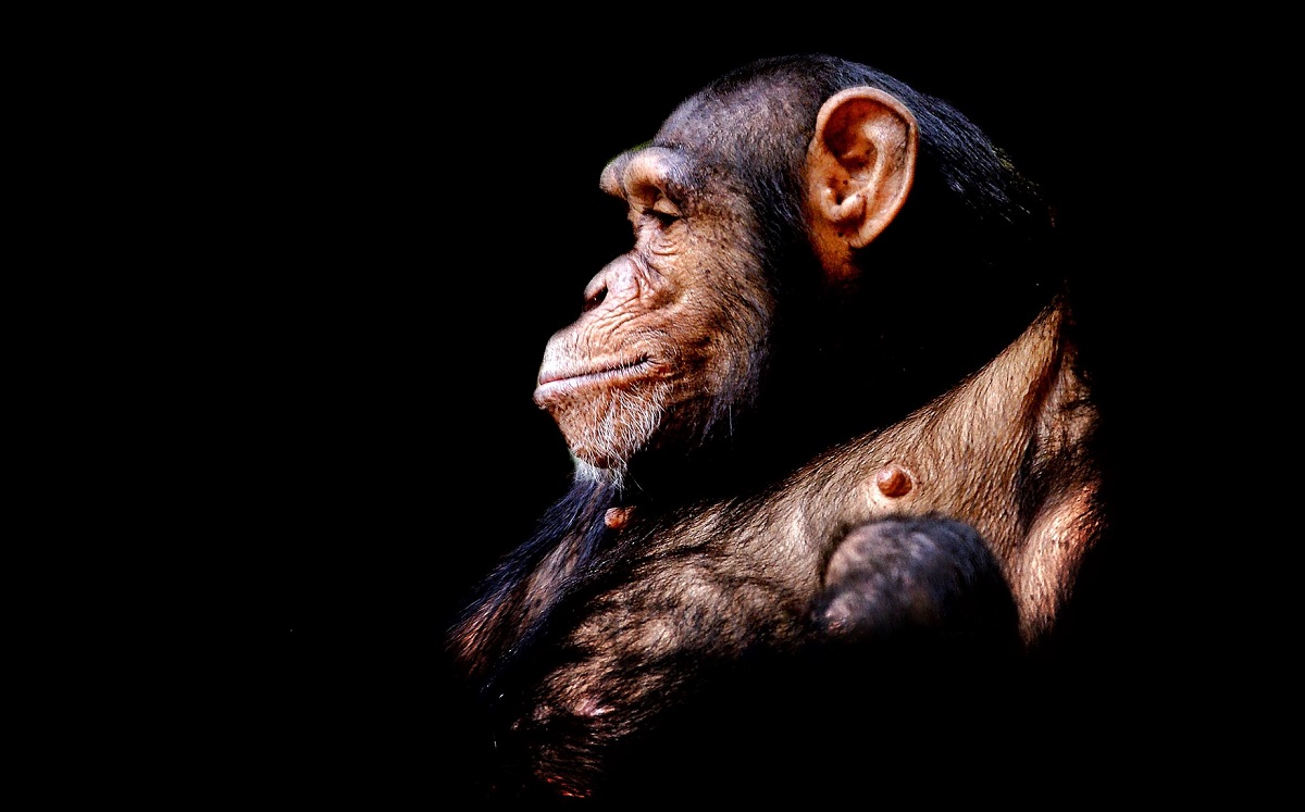 Los chimpancés reconocen los cráneos de su propia especie, revela estudio