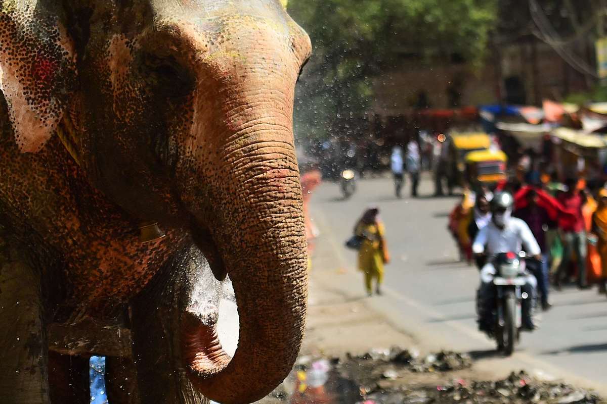 El elefante aplastó al investigador que se encontraba acompañado de un especialista (AFP)