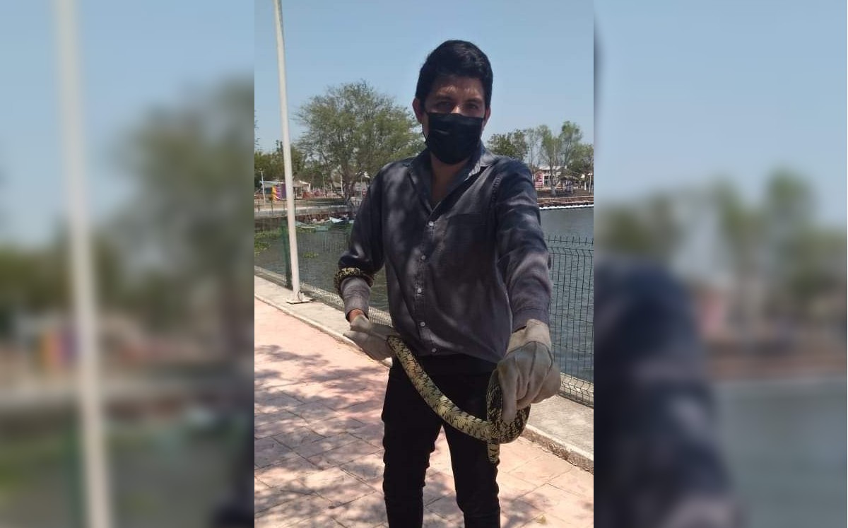 Capturan serpiente "tigre" en laguna de Champayán de Altamira. (Cortesía)