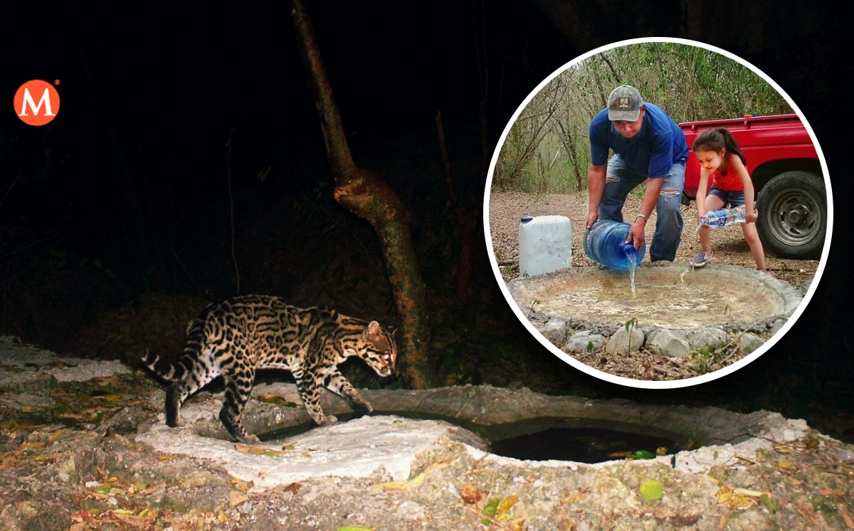 Voluntarios piden ayuda para llevar agua a animales en El Cielo