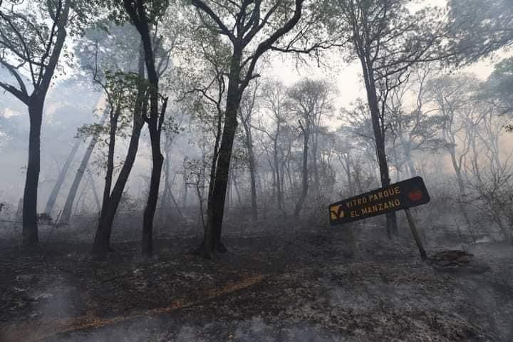 El incendio quemó hojas y matorral. Foto: Especial