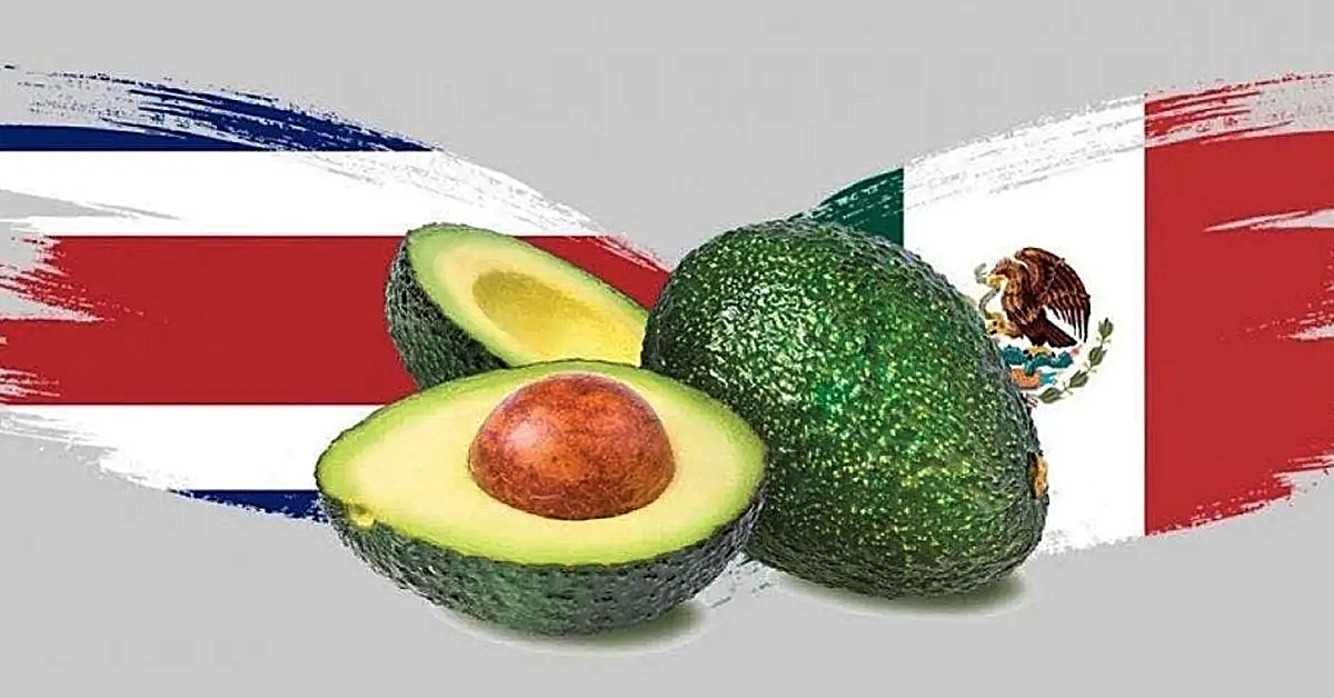 México gana controversia contra Costa Rica por medidas restrictivas al aguacate mexicano